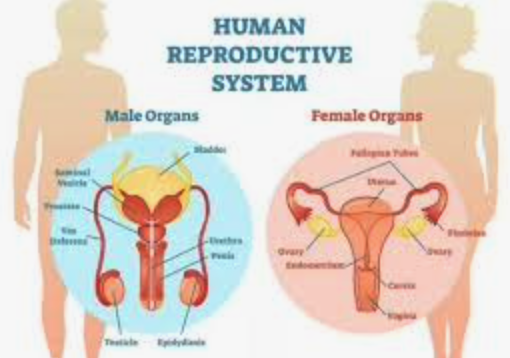 BIOLOGI REPRODUKSI